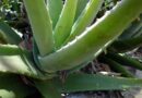 Aloe Vera’s Benefits